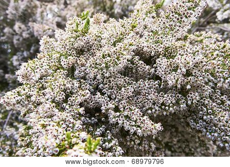 White Flower Of Erica