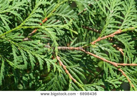 Thuya Tree