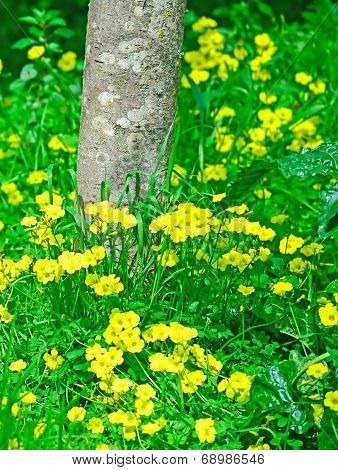 Trunk And Flowers