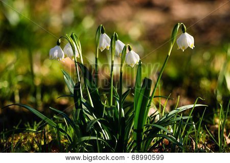Spring Snowflakes Flowers - Leucojum Vernum Carpaticum