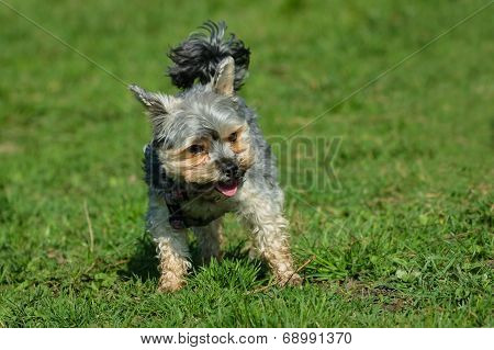 Yorkshire Dog Small Pet