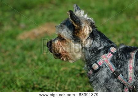 Yorkshire Dog Small Pet