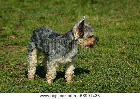Yorkshire Dog Small Pet
