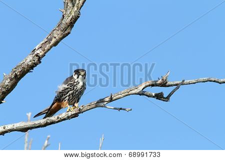 Eurasian Hobby On Banch