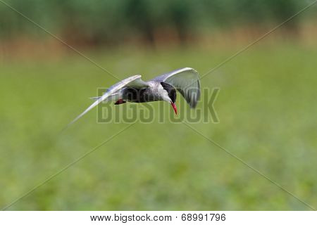 Whiskered Tern In Flight
