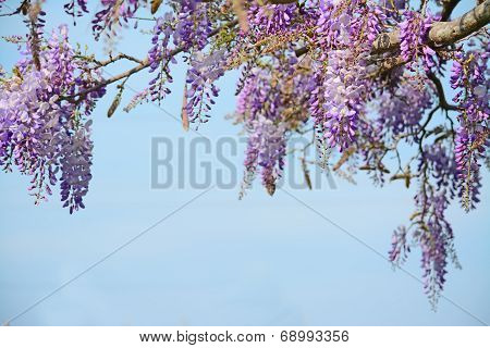 Wisteria And Sky