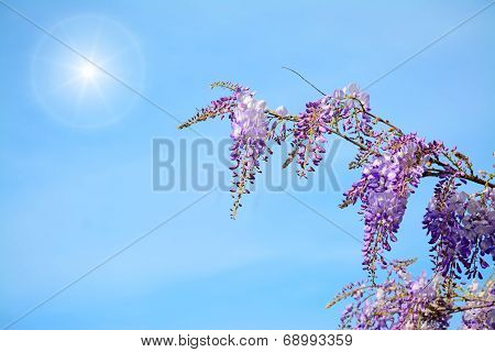 Wisteria Branch Under The Sun
