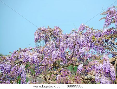 Wisteria Flowers On A Sunny Day