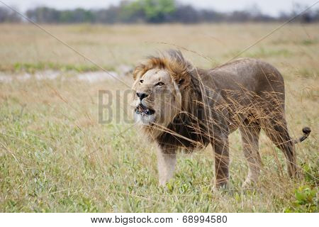Male Lion