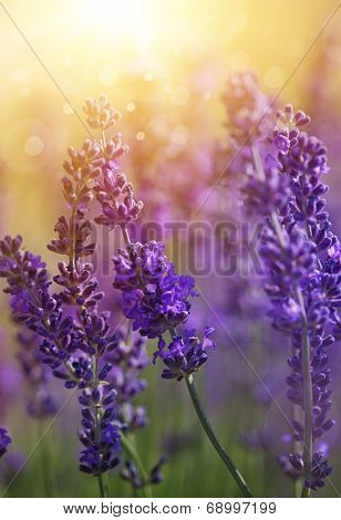 Detail of garden lavender flowers
