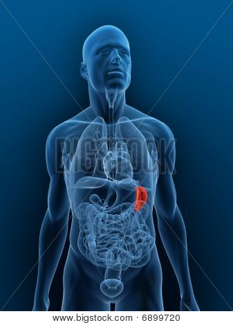 Wyróżnione śledziony