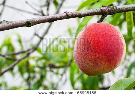 Peach