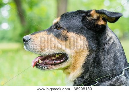 Dog portrait