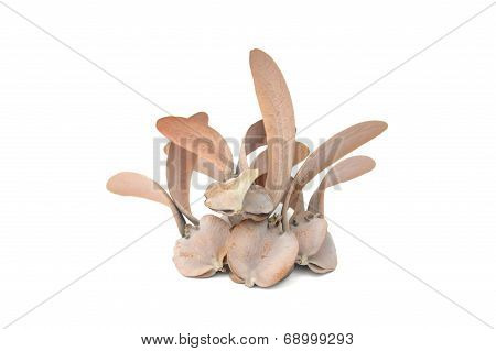 Dry Dipterocarpus Alatus Flower