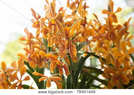 Yellow orchids.