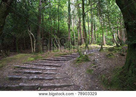 Path in Relict forest of Torc Mountain.