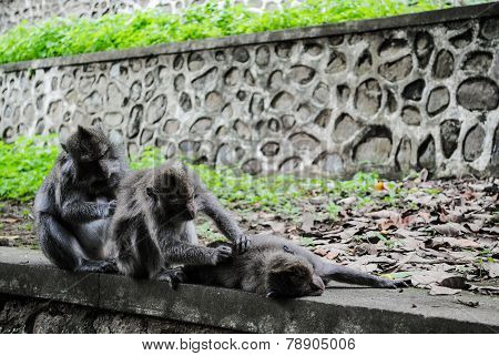 Monkeys in Mount Pengsong temple