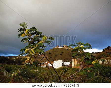 Young Acacia tree