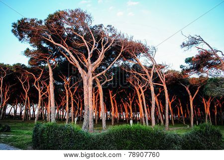 Pine trees on italian coast