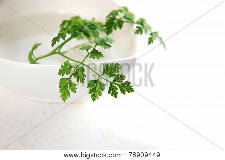 chervil