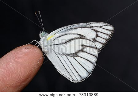 Male Of Stripped Albatross Butterfly
