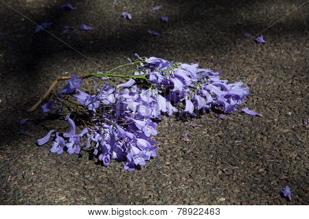 Macro Of Small Purple Jacaranda Flowers Lying On Tar Road
