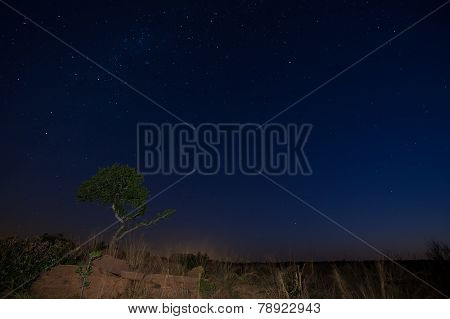Star Scape With Lone Tree Brown Grass And Milky Way Soft Light