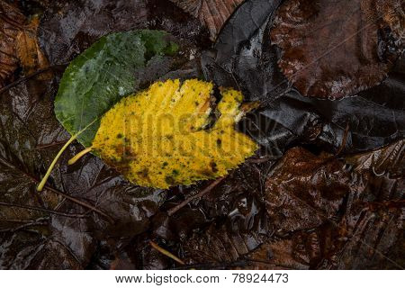 Dry leaves