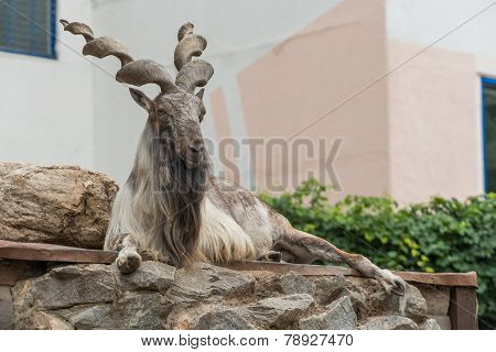 Billygoat 2