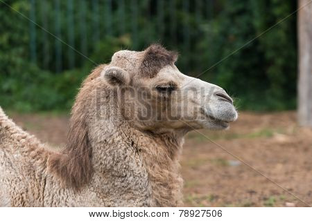 Camel