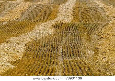Wheat Field