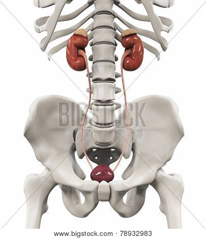 Human Female Kidney Anatomy