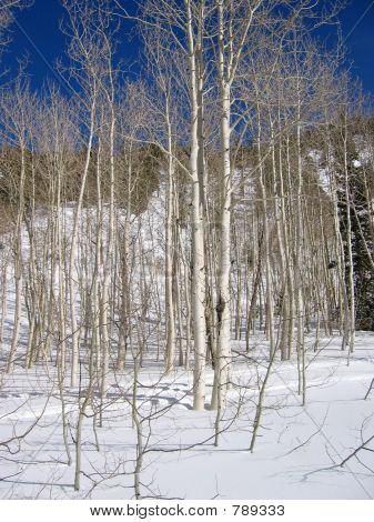 Aspens karda