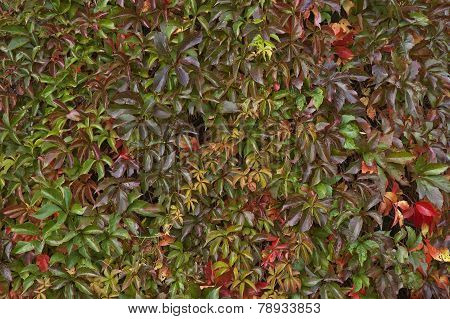 An Abstract Grouping of Autumn Leaves