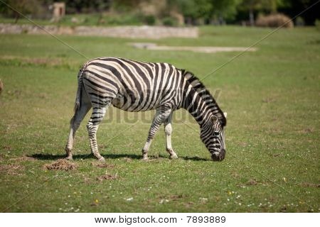 Zebra grazing