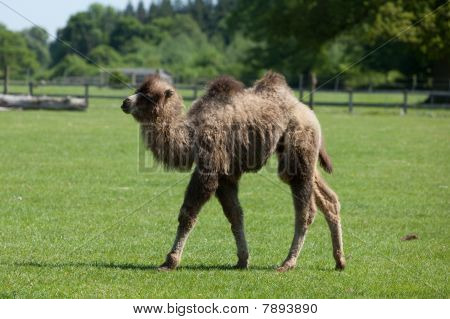Young Bactrian Camel