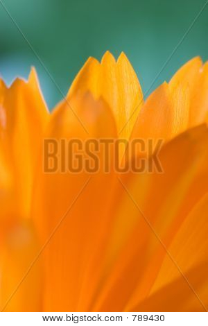 Płatki makro pomarańczowy Flower(Calendula)