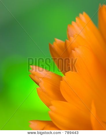Płatki makro pomarańczowy flower(Calendula)