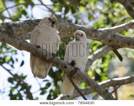 작은 코렐라 (cacatua Sanguinea)