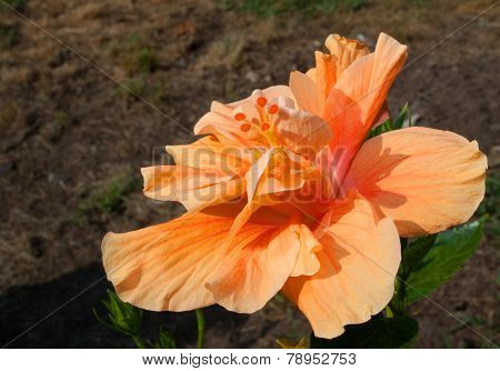 Summer Flower