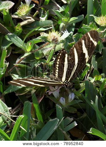 Zebra Longwing Butterfly Collecting Nectar