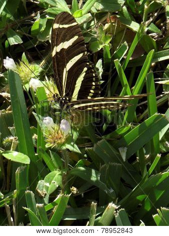 Zebra Longwing Butterfly Collecting Nectar