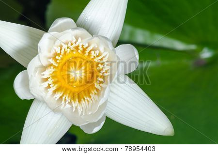 White Lotus Flower