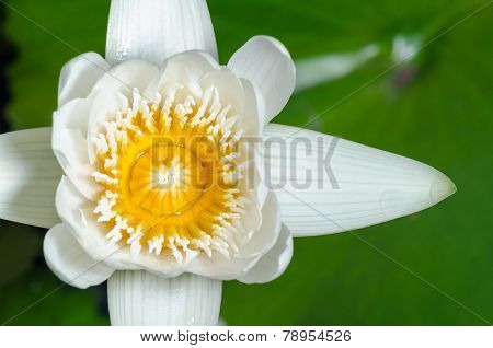White Lotus Flower