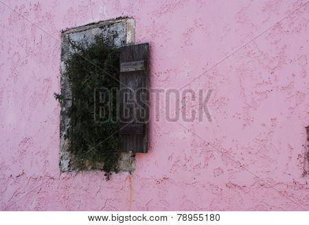 Ivy Growing Out Of The Window