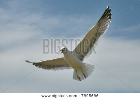 Menor Gaviota en vuelo