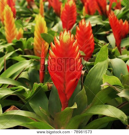 Bromeliad Or Vriesea Splendens
