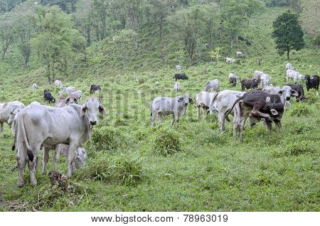 Grass Fed Cows