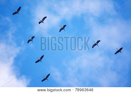 Flying In Formation