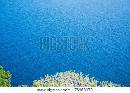 Green Plants Over The Sea